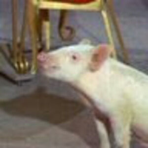 Meet your Posher, Martin